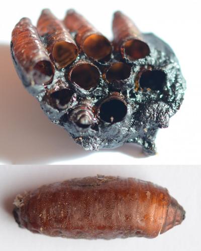 Sarcophaga sp.